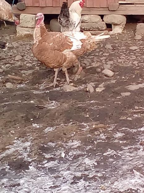 Curcan rosu de bourbon