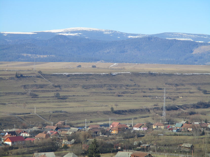 Zapada pe Calimani - PLANTE SI FRUNZE DE ARBORI IN HRANA CAPRELOR