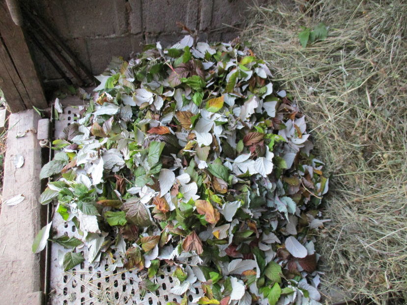 Zmeurus la Alpine in 4 noiembrie - PLANTE SI FRUNZE DE ARBORI IN HRANA CAPRELOR