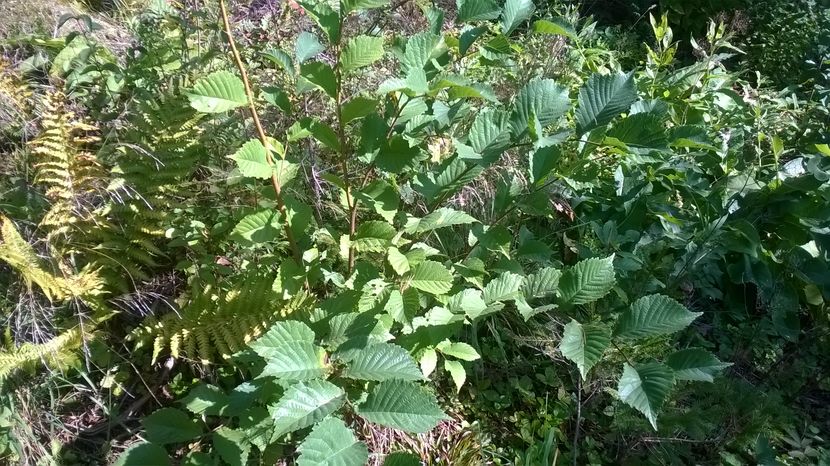 Alun fraged in septembire - PLANTE SI FRUNZE DE ARBORI IN HRANA CAPRELOR