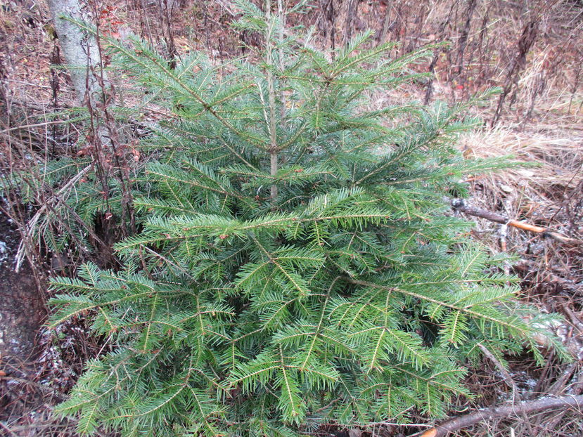 Bradulet alb tanar-u77 - PLANTE SI FRUNZE DE ARBORI IN HRANA CAPRELOR