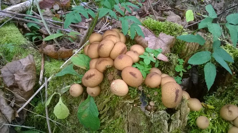 Bureti de plop si piciorul caprei - PLANTE SI FRUNZE DE ARBORI IN HRANA CAPRELOR