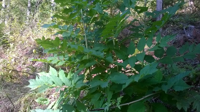 Frasin tot tanar-k77 - PLANTE SI FRUNZE DE ARBORI IN HRANA CAPRELOR
