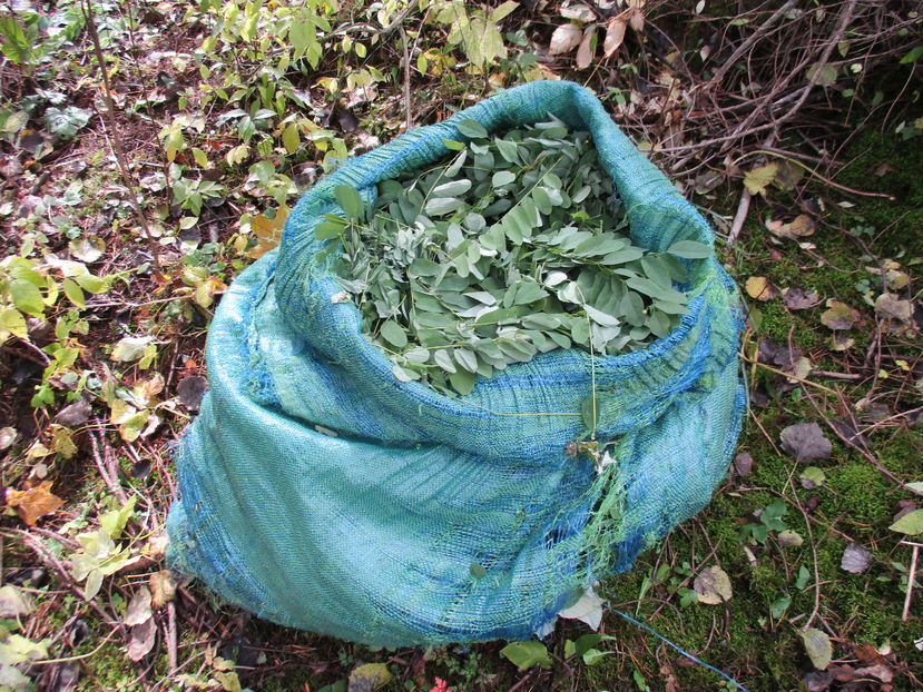 frunze de salcam inca in octombrie - PLANTE SI FRUNZE DE ARBORI IN HRANA CAPRELOR