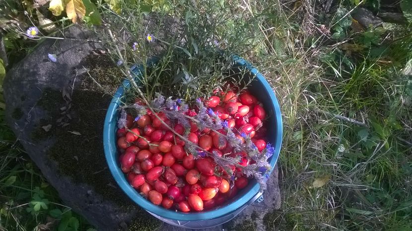 Macese pt ceai dar mananca si Alpinele - PLANTE SI FRUNZE DE ARBORI IN HRANA CAPRELOR