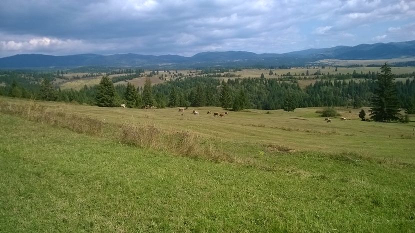 padurea si Tarnita