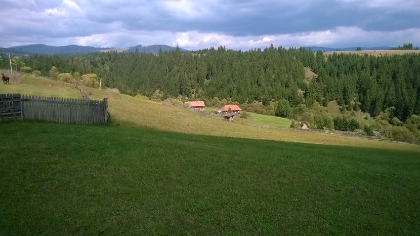 Pe Calimanel -Gioraste - PLANTE SI FRUNZE DE ARBORI IN HRANA CAPRELOR