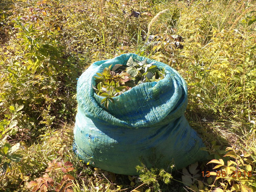 Sacul meu urias cu bunatati la Alpine - PLANTE SI FRUNZE DE ARBORI IN HRANA CAPRELOR