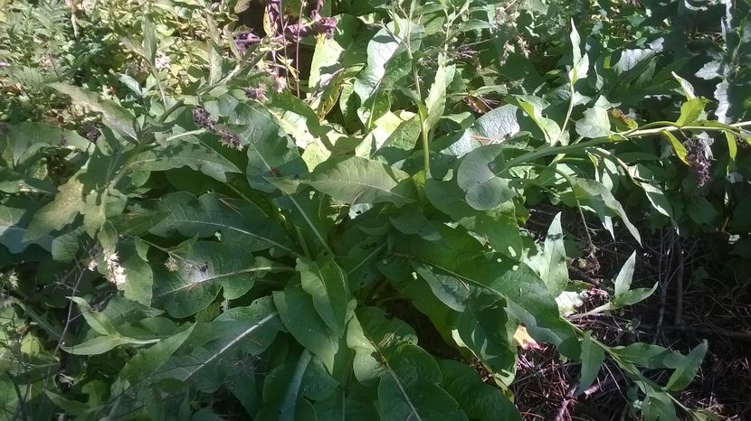 Tataneasa in septembrie-8xx - PLANTE SI FRUNZE DE ARBORI IN HRANA CAPRELOR