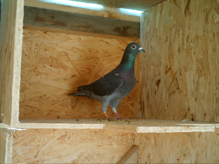 Van Husten +  Pol Bostin