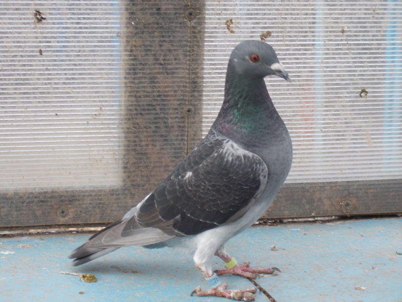 Femela - Z porumbei vanduti Z