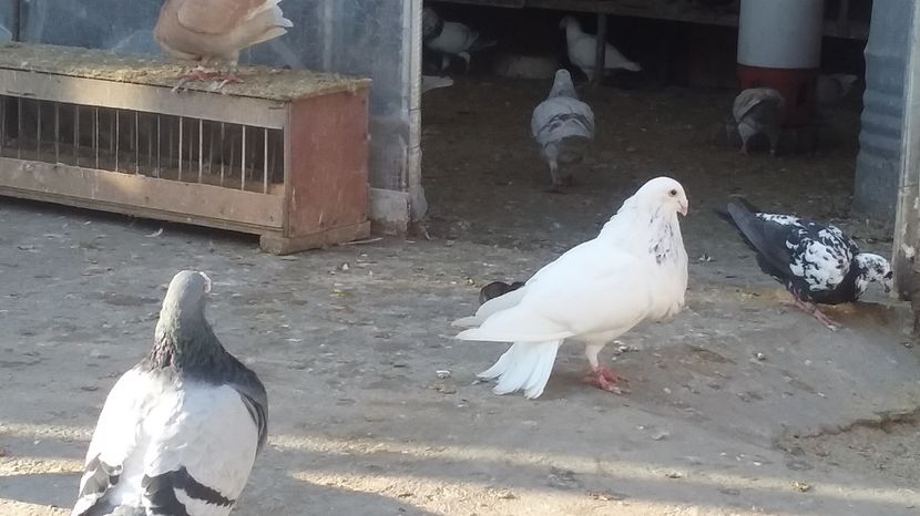 20170101_144801(0) - GUSTI SPANIOLI buchon jienenes VINDUTII