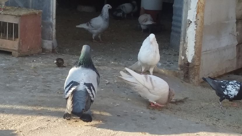  - GUSTI SPANIOLI buchon jienenes VINDUTII