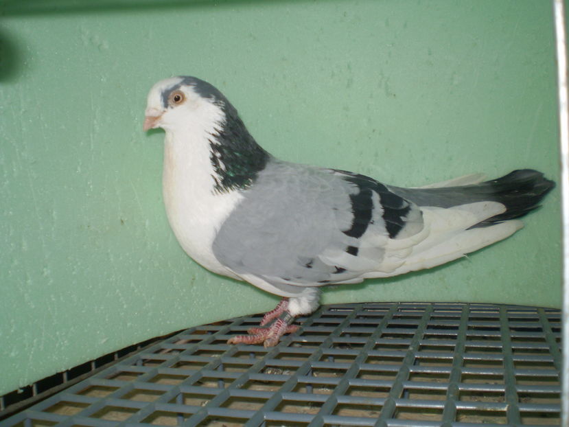 P9120006 - arhiva juc de galati