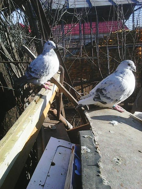 Photo0581 - Voiajori standard cuci