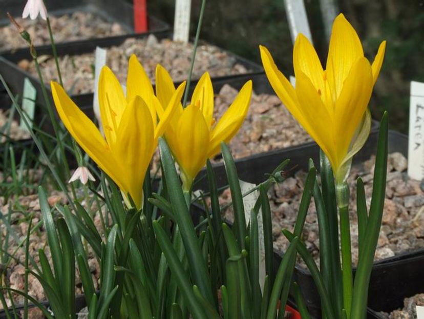 Sternbergia lutea 15