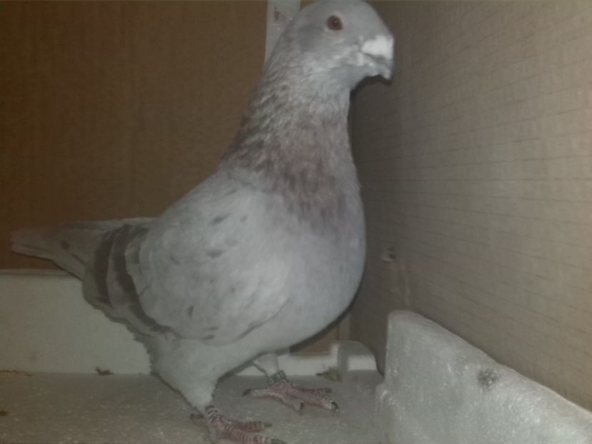 Vândut - O parte din porumbei vanduti