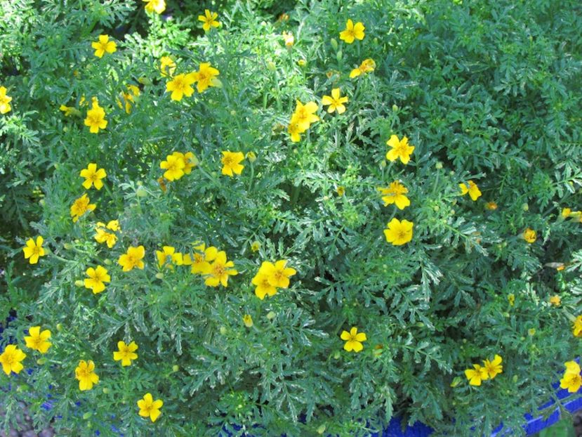 Craita in miniatura Tagetes tenuifolia; Dintr-o singura saminta apare o planta ca cea din totografie. Sunt superbe.
