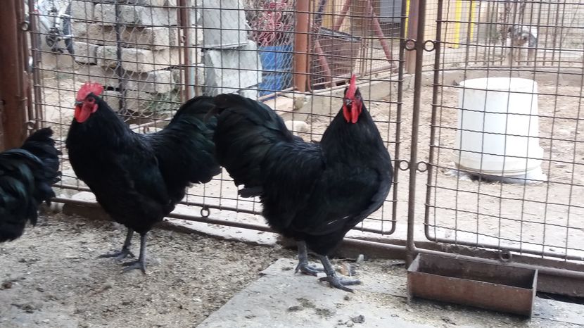  - Z AUSTRALORP 2017