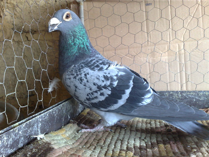 DE LA MIHAIKING - 07-MASCULI STIL VECHI