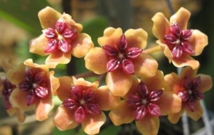 Hoya-benguetensis-flowers - H-BENGUETENSIS