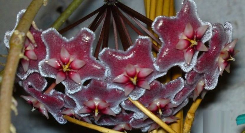 Hoya-pubicalyx-Silver-Pink-flower-umbel