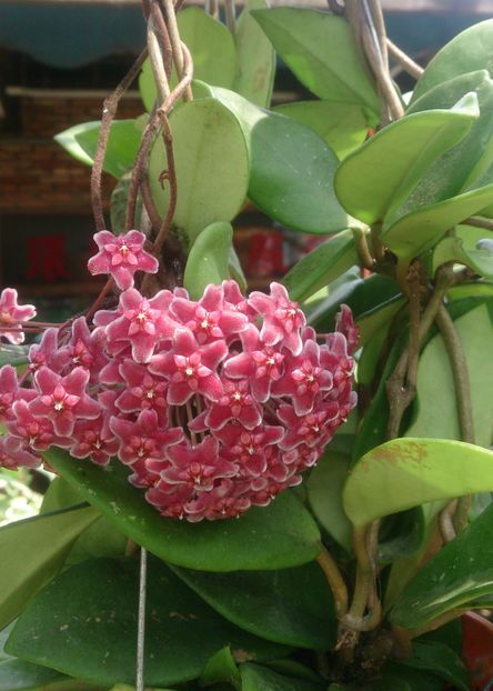 Hoya_pubicalyx_(Silver_Pink) - H-PUBICALYX PINK SILVER