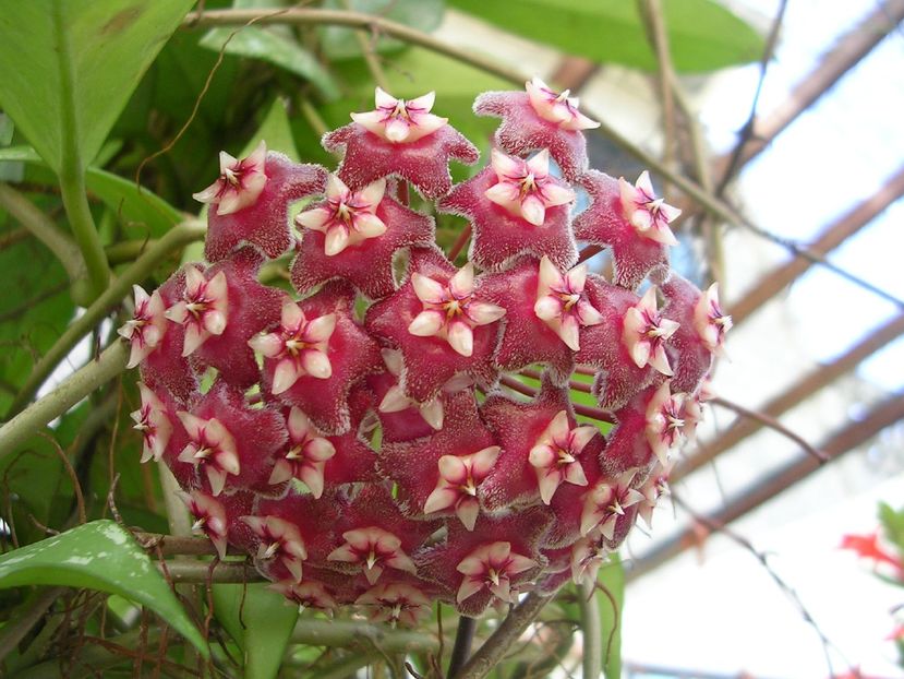 hoya-pubicalyx - H-PUBICALYX PINK SILVER