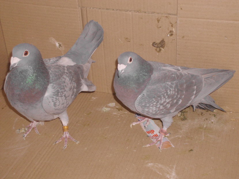 ; pereche salii 2015 2014
