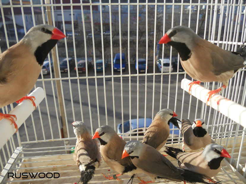 O PARTE DIN MATCA (doar masculi)