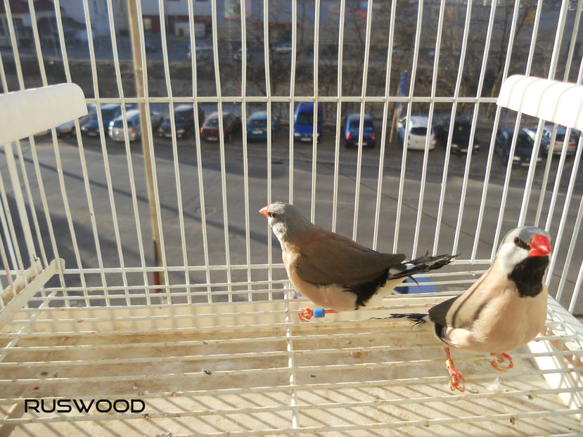 AZI E PRIMA ZI DE CUIB DUPA UN REPAOS DE 4 LUNI