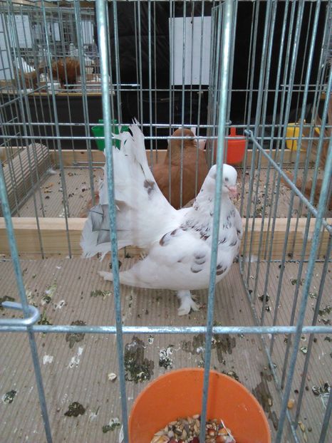  - Expo Fehergyarmat 2016
