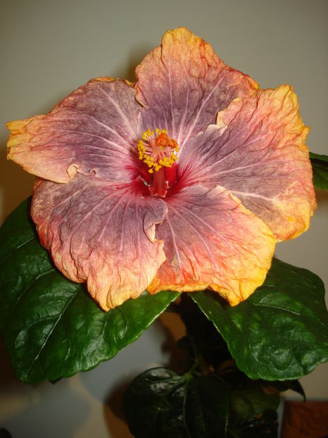  - HIBISCUS 2017