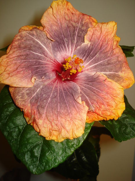  - HIBISCUS 2017