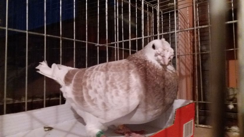 MASCUL TRESTIU 2012 FOTO P6