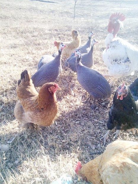 15841180_1659232637707365_1667465073_n