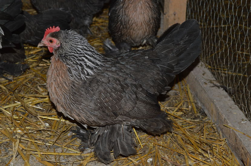 mii de flori argintiu