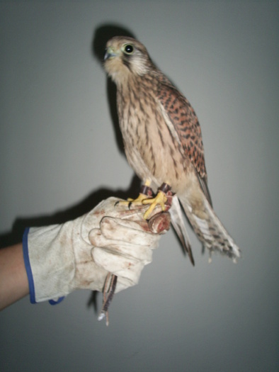 falco tinnunculus