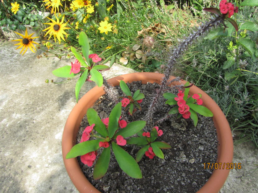 Euphorbia milii (3) - 2 vara