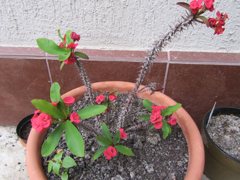 Euphorbia milii - 2 vara