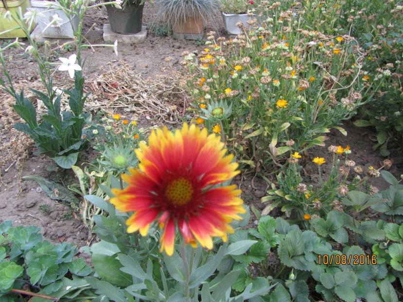 Gaillardia - 2 vara