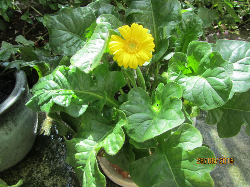 Gerbera - 2 vara