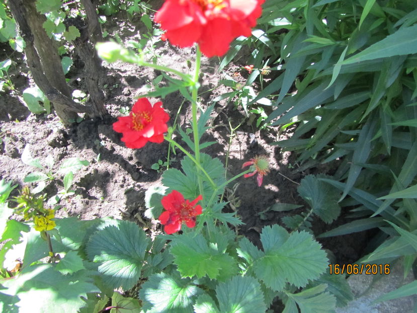 Geum coccineum chiloense
