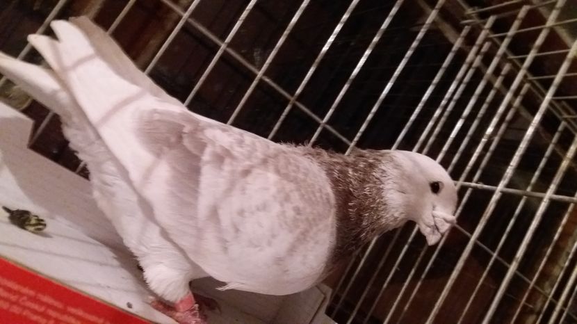 MASCUL TRESTIU 2014 FOTO P4