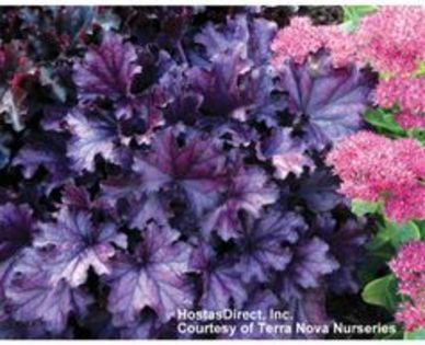 heuchera_forever_purple  -n-a venit - d Comanda plante noi achizitii 2017