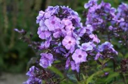 Phlox paniculata 'Blue Paradise'; soare, (clematite-12 ron)
