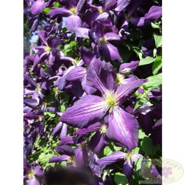 Jackmanii purpureea zojapur - d Comanda plante noi achizitii 2017