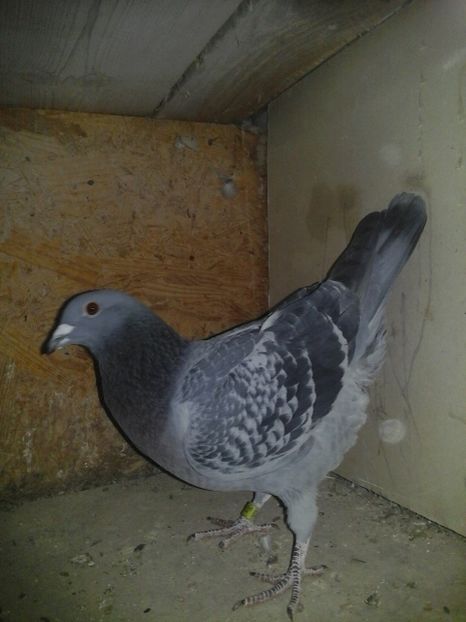 009212-16 50ron.; FOND
