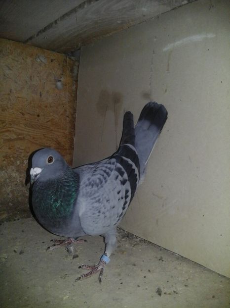 V-SPITEL REZARVAT; D-F
