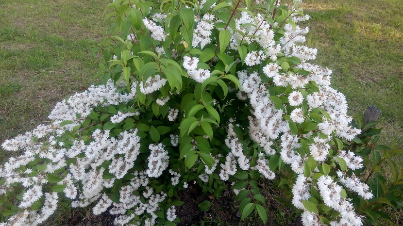  - DEUTZIA SCABRA